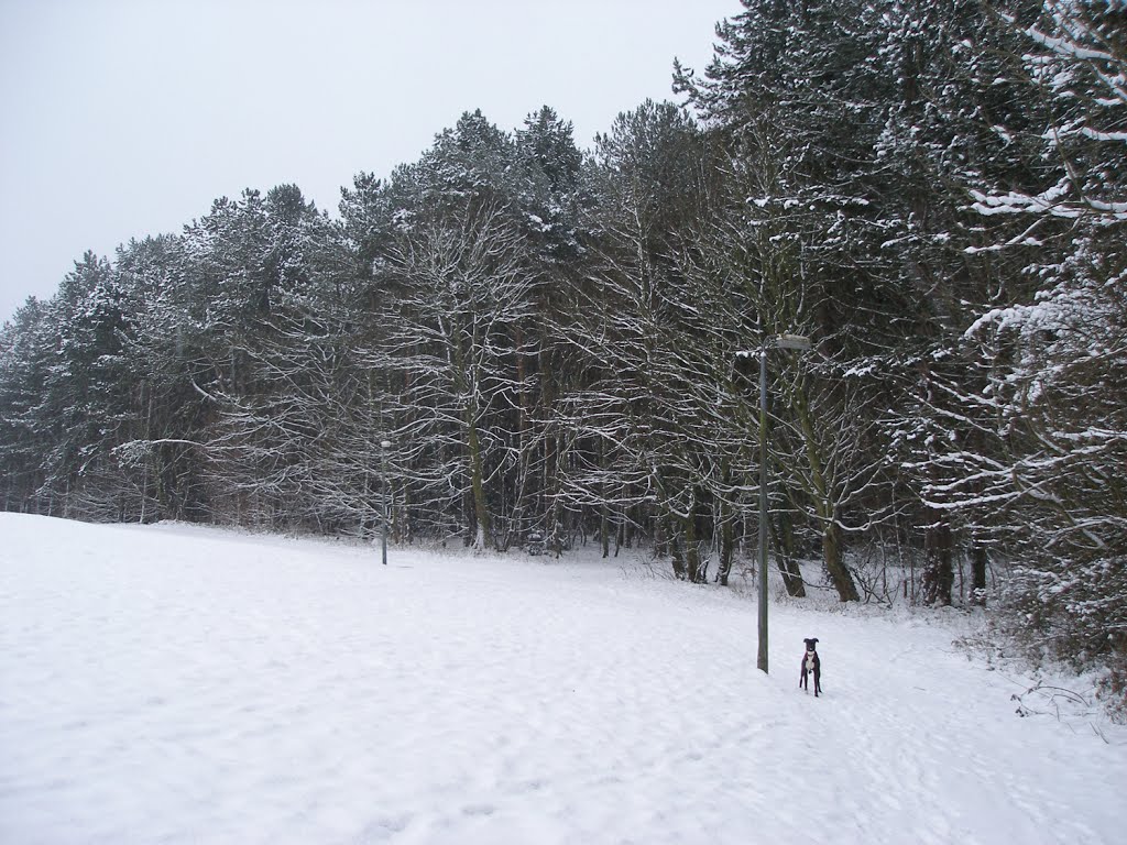 Winter Walk In Castle Eden Dene 1/13