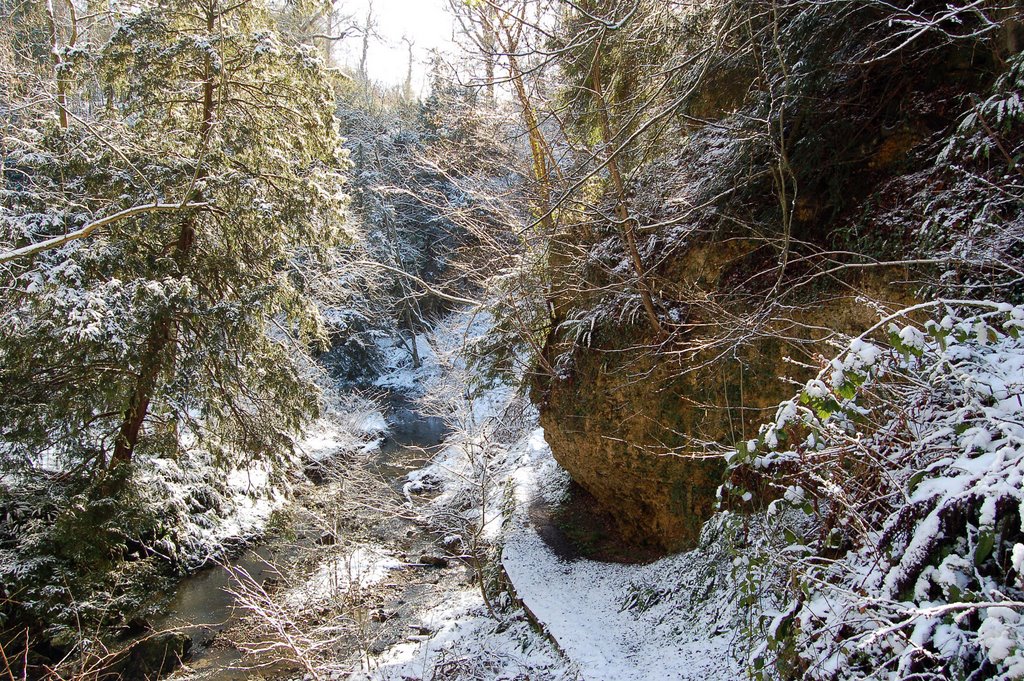 Castle Eden Dene