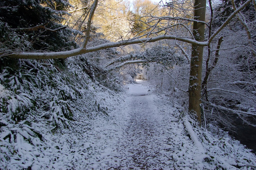 Castle Eden Dene