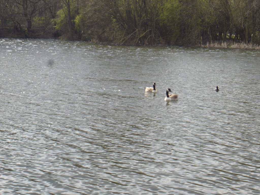 Lake at Stadt Moers