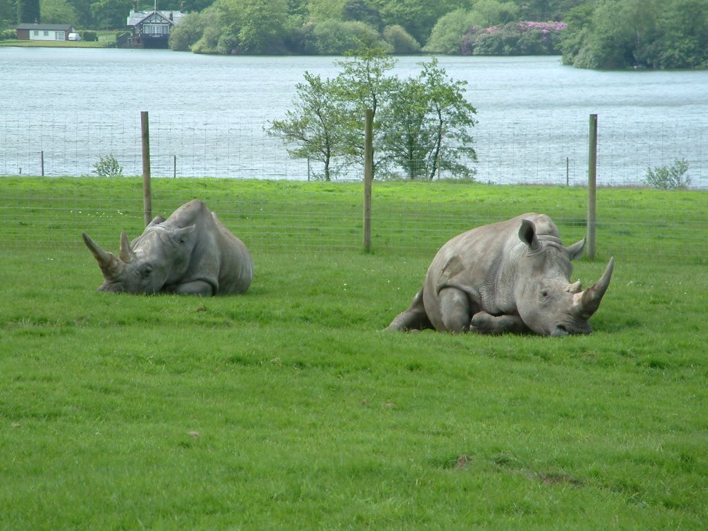 Rhinos at Knowsley Safari park
