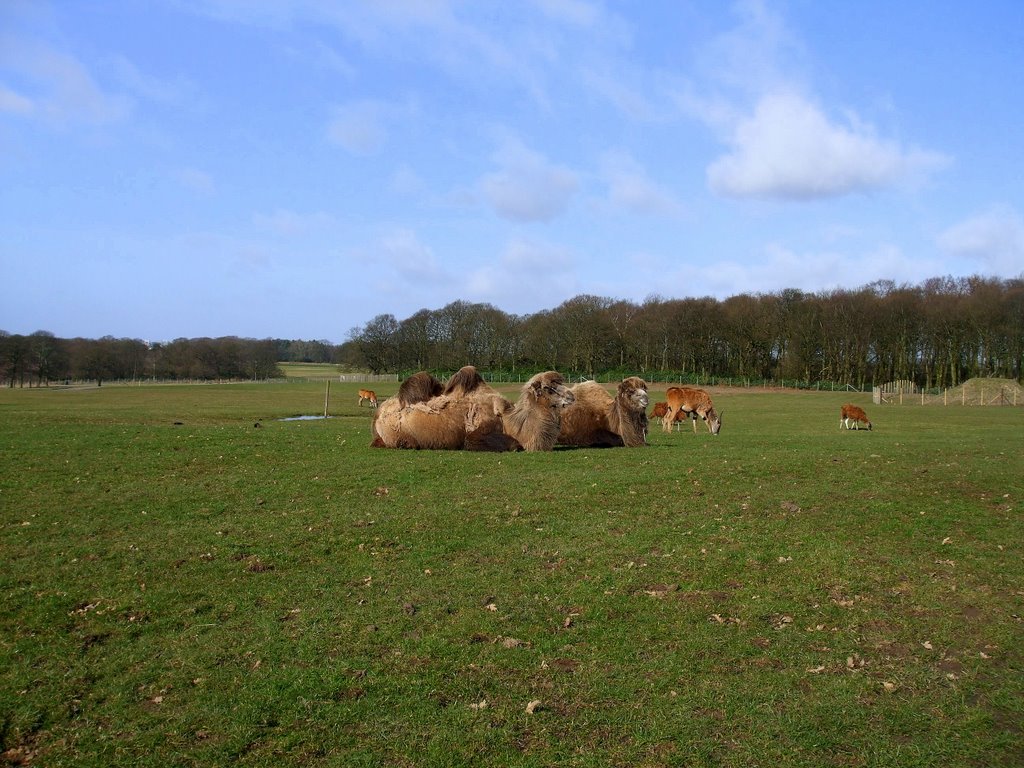 Knowsley Safari Park - Camels