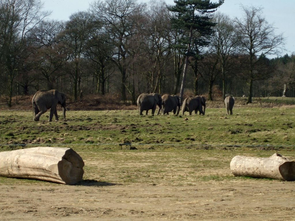 Knowsley Safari Park - Elephants
