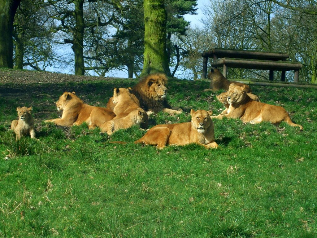 Knowsley Safari Park - lions