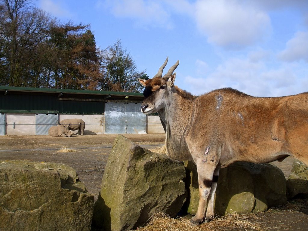 Knowsley Safari Park - Oryx and Rhinos