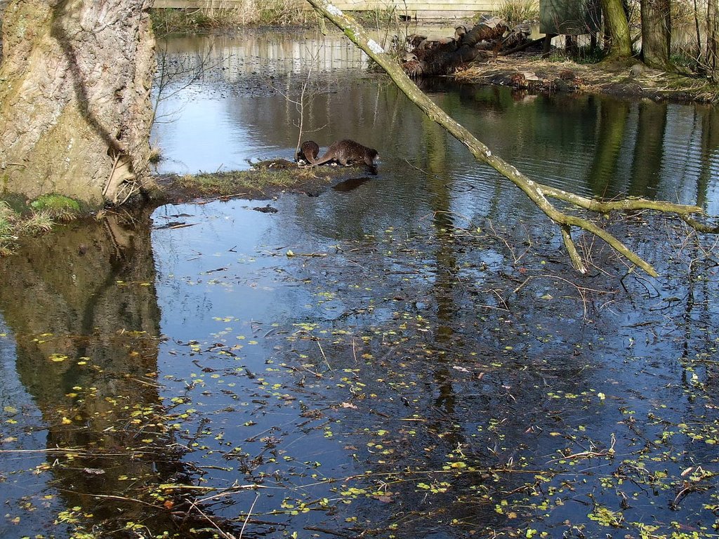 Knowsley Safari Park - Otters