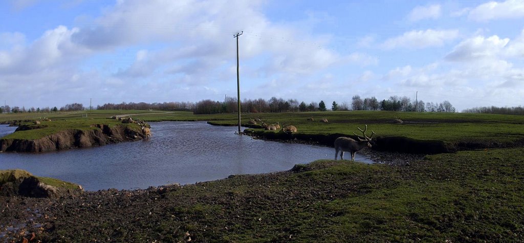 Knowsley Safari Park - Reindeer