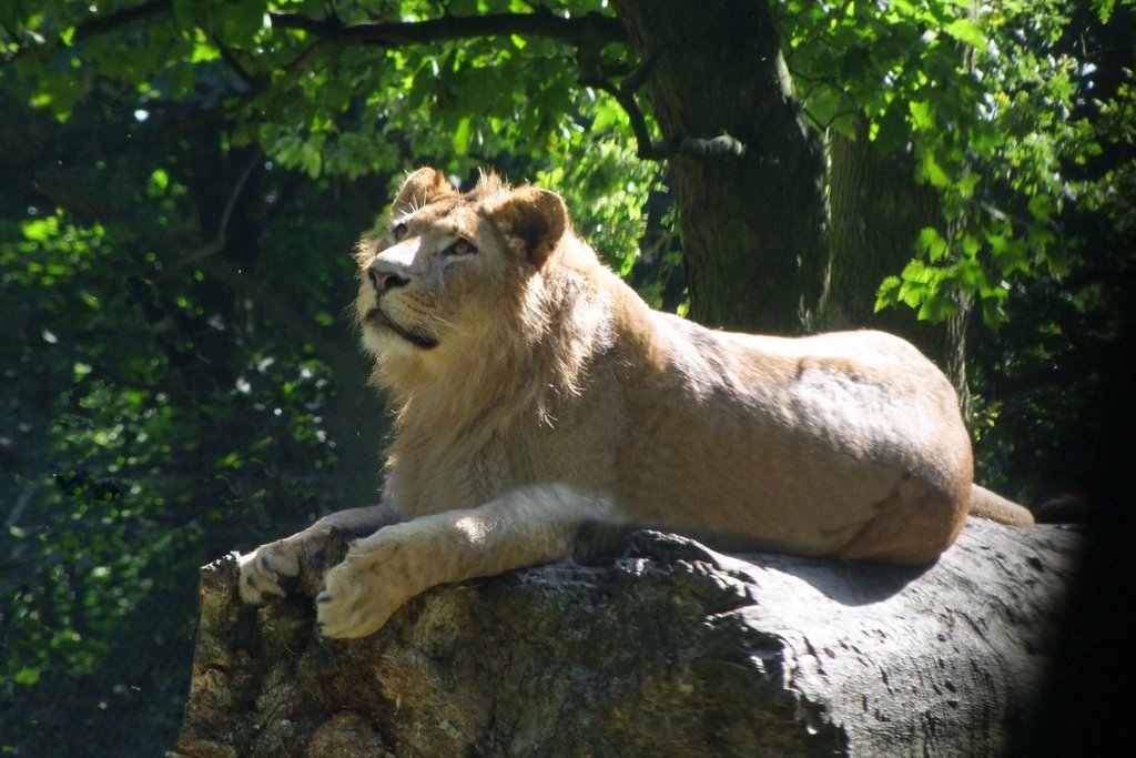 Lion at Knowsley Park