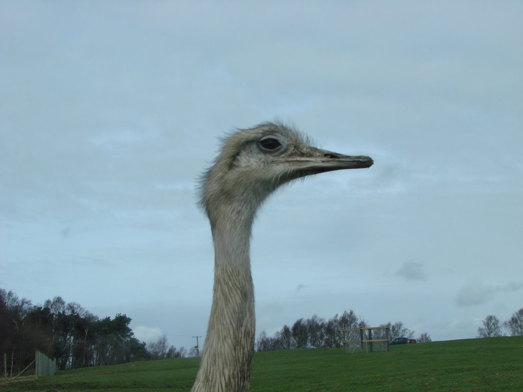 knowsley safari park