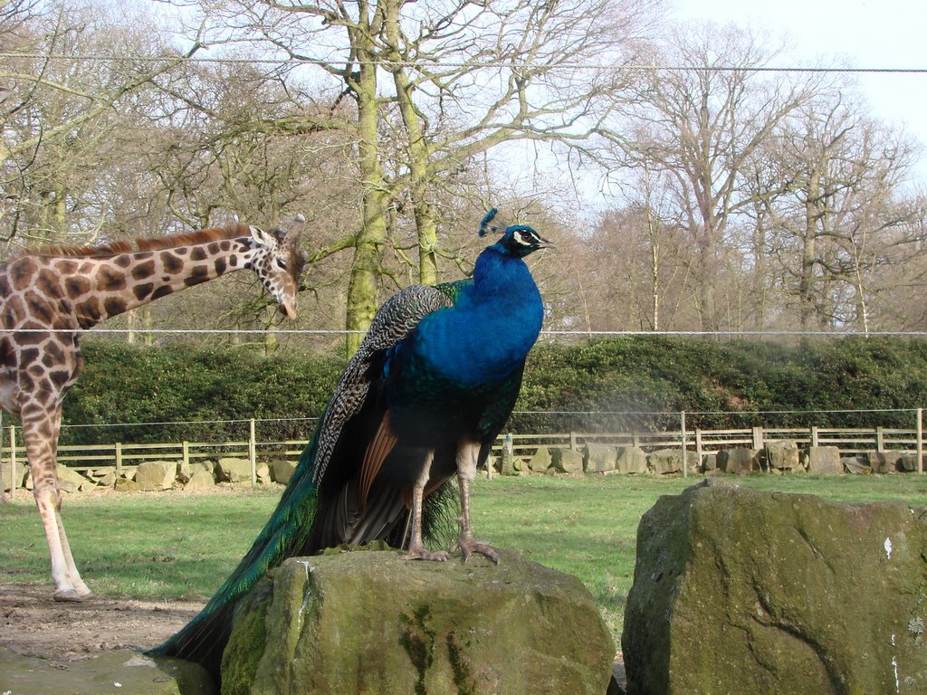 knowsley safari park