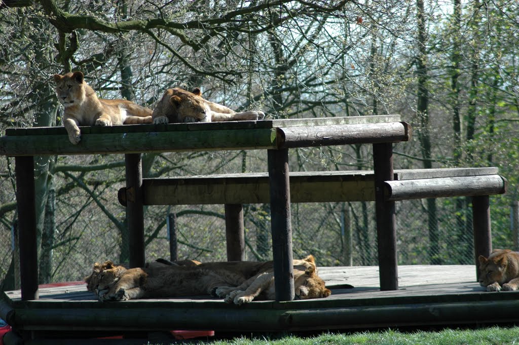 Knowsley Safari Park