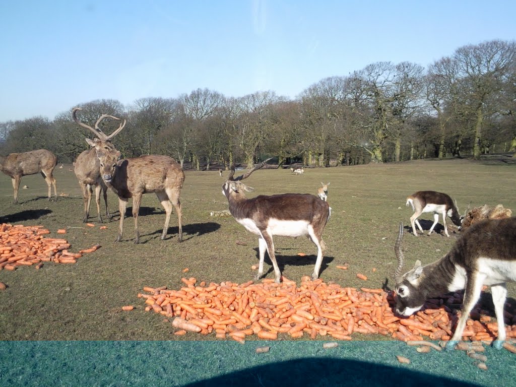 Deers