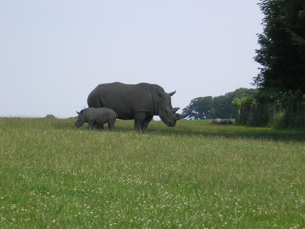Rhinos in Knowsley Safari Park