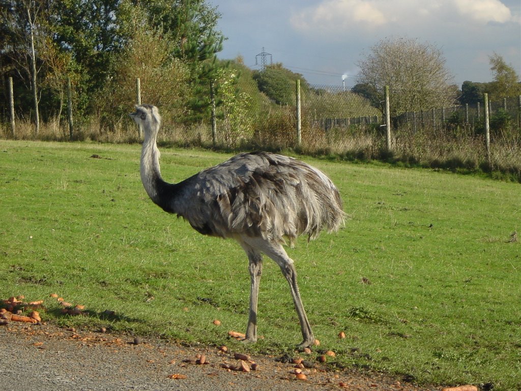An EMU