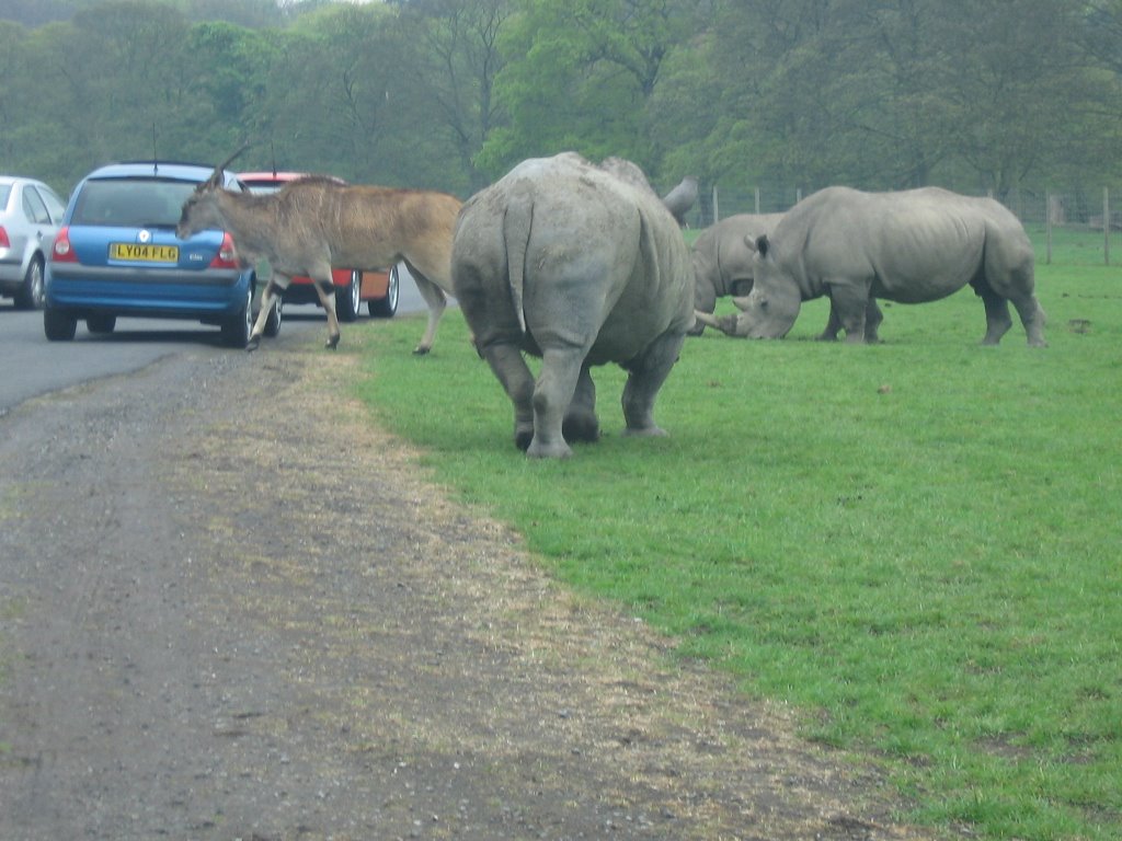 Rhinos at Knowsley Safari Park
