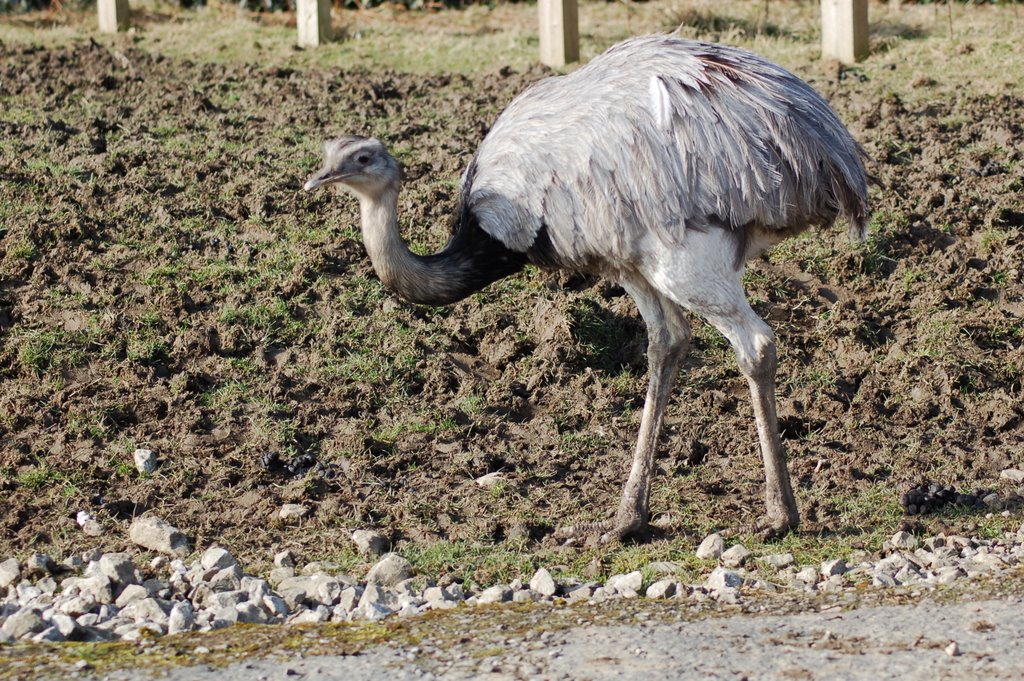 Rhea at Knowsley Safari Park