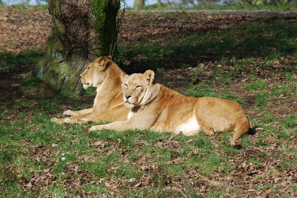 Lions at Knowsley Safari Park