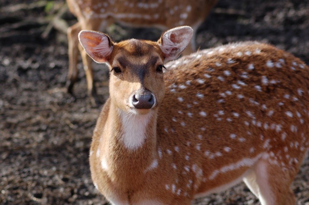 Deer at Knowsley Safari Park