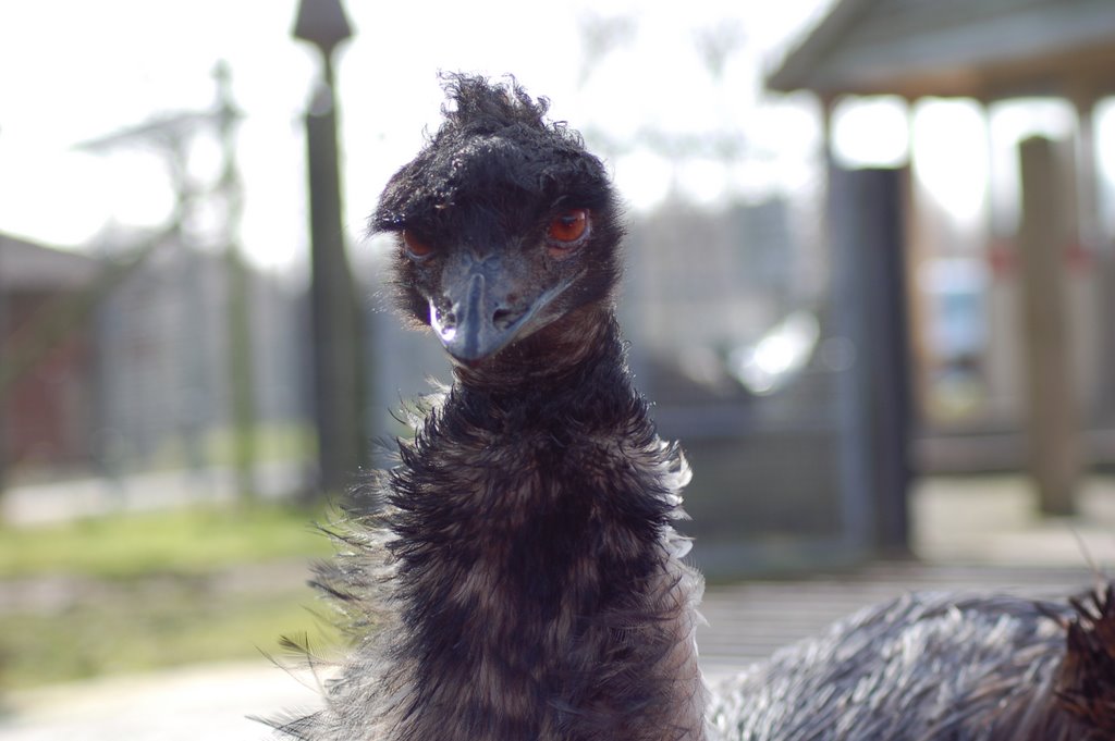 Emu at Knowsley Safari Park