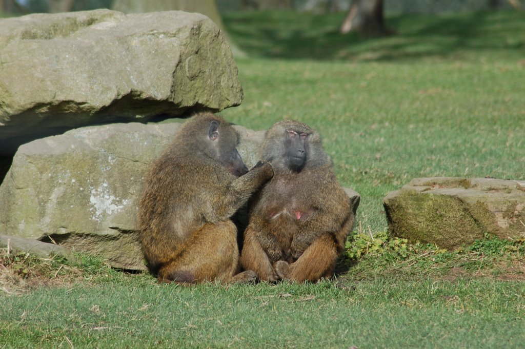 Baboons at Knowsley Safari Park