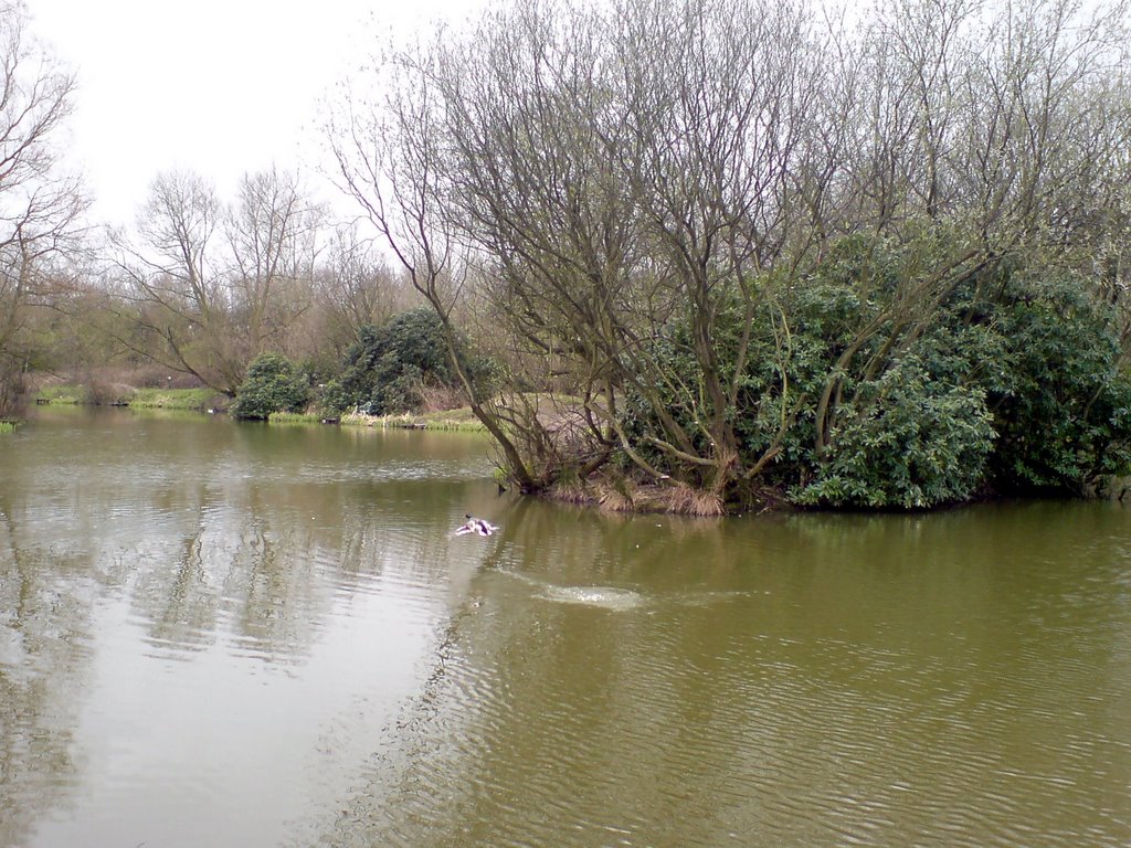 Pond at Carr Lane, Huyton