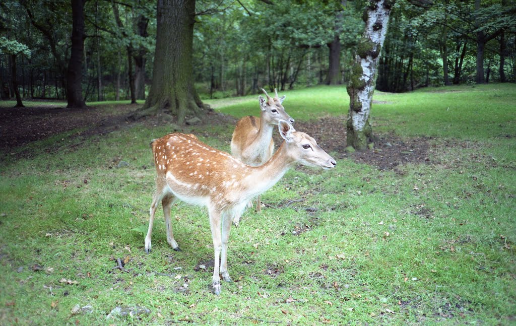 Knowsley Safari Park, Prescot