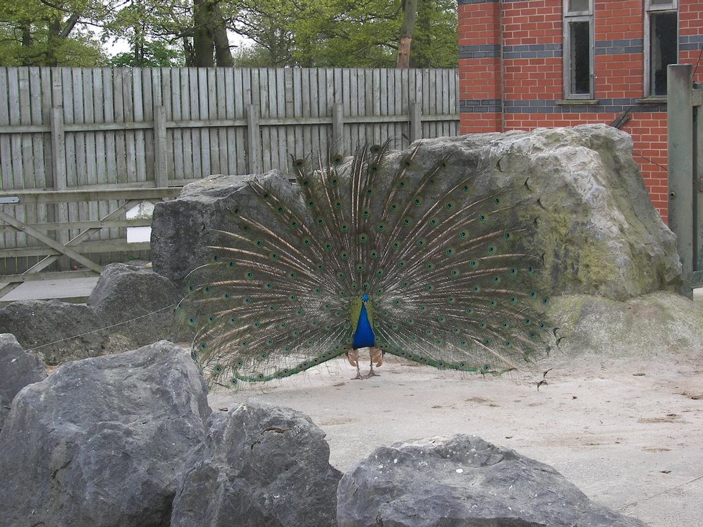 Peacock Dancing