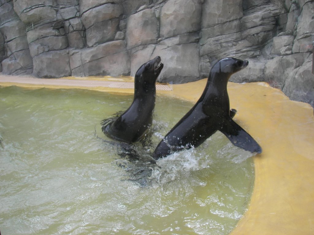 Sea Lions
