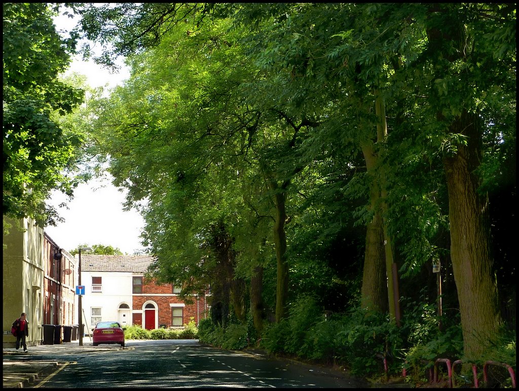 Leafy Suburb