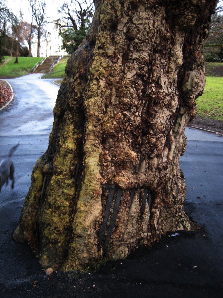 Tree Eats Railing