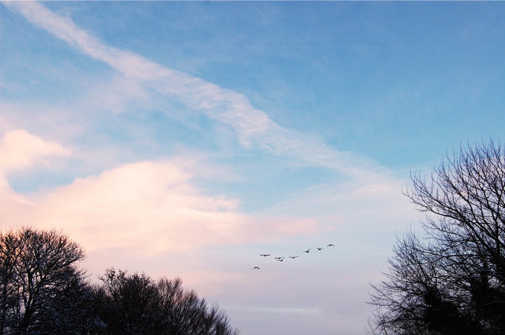 Winter birds