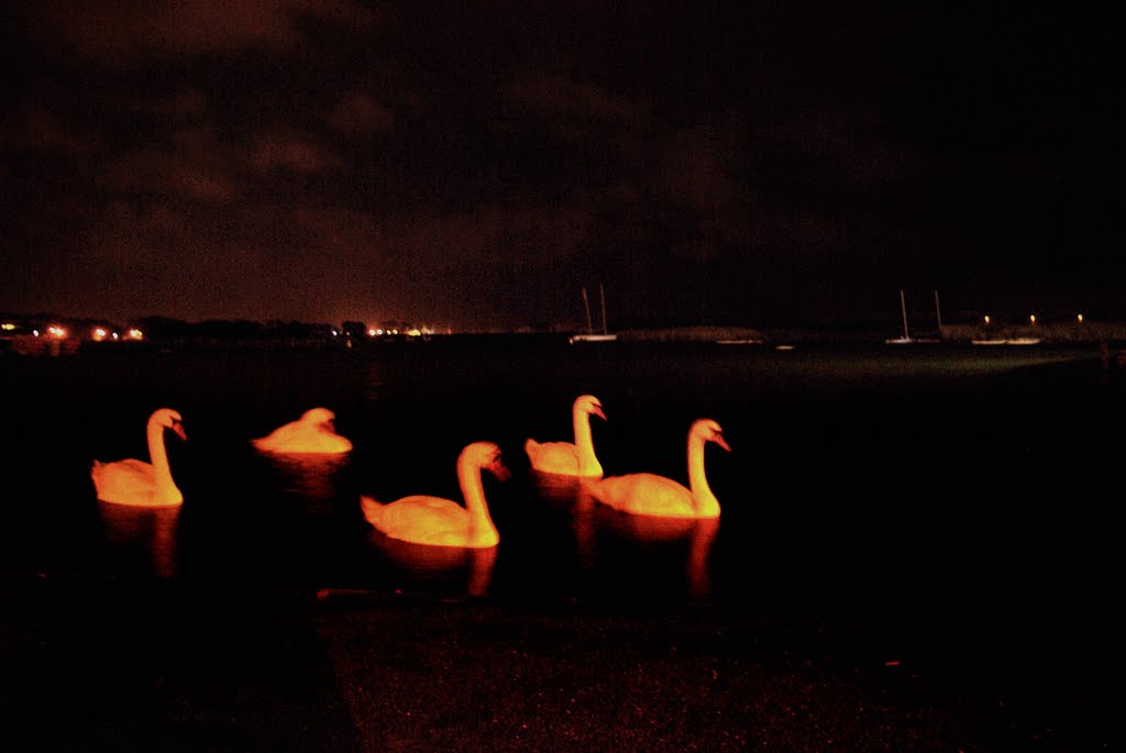Poole park swans by night