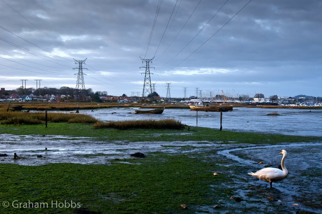 looking for a cob on the quay
