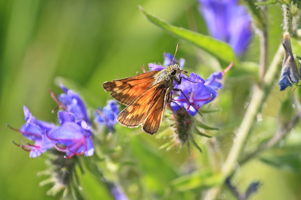 Large Skipper butterfly ( Ochlodes sylvanus )