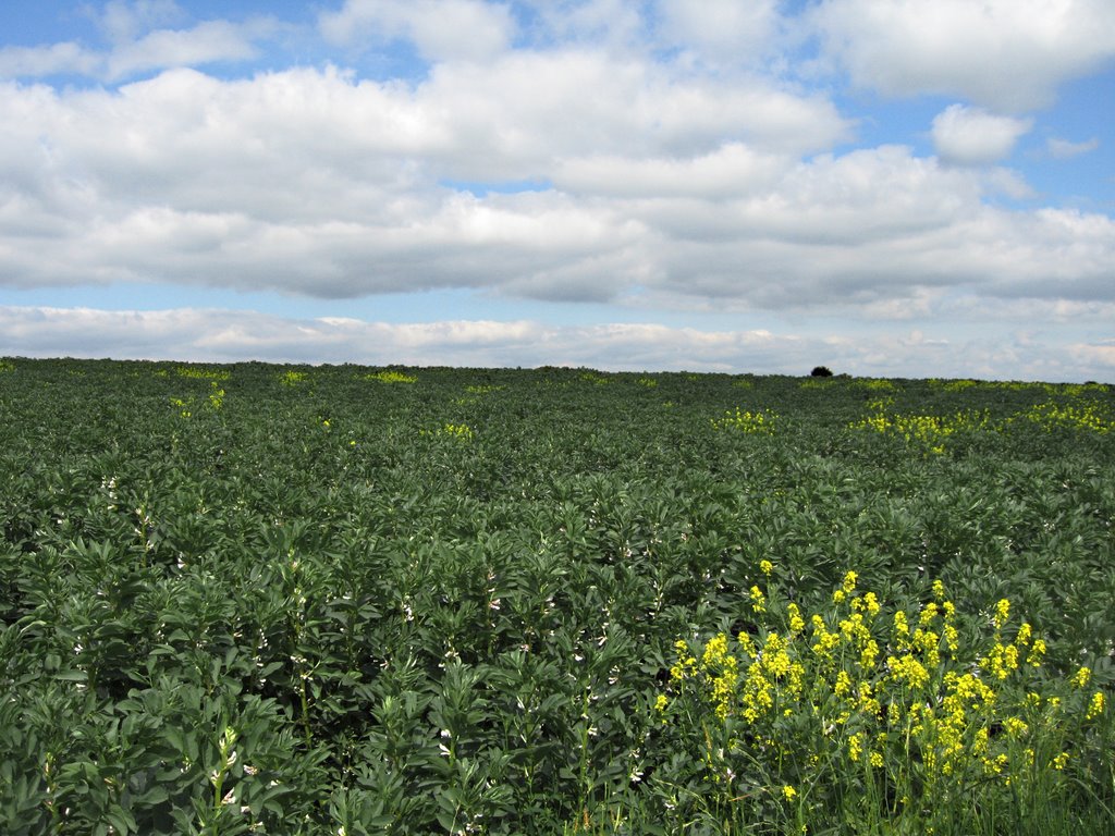 BROADBEANS & CLOUDS