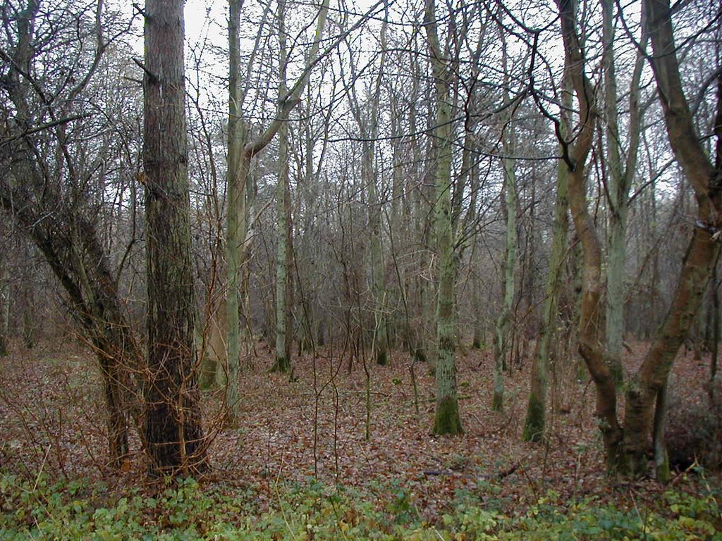Chambers Wood - Old Limewoods Near Bardney