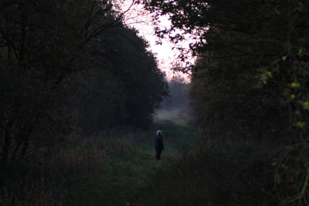 Dusk in Chambers Farm Wood