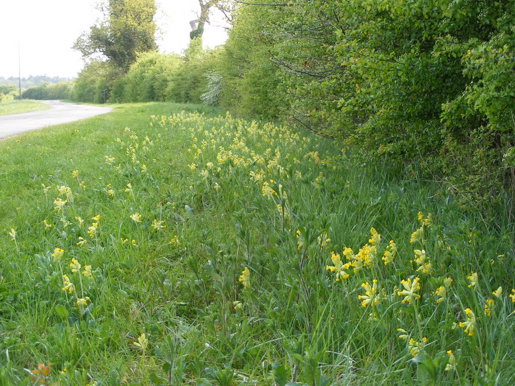 Roadside in Spring