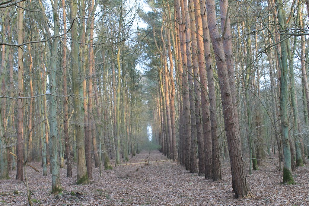 Chambers Farm Wood 3.