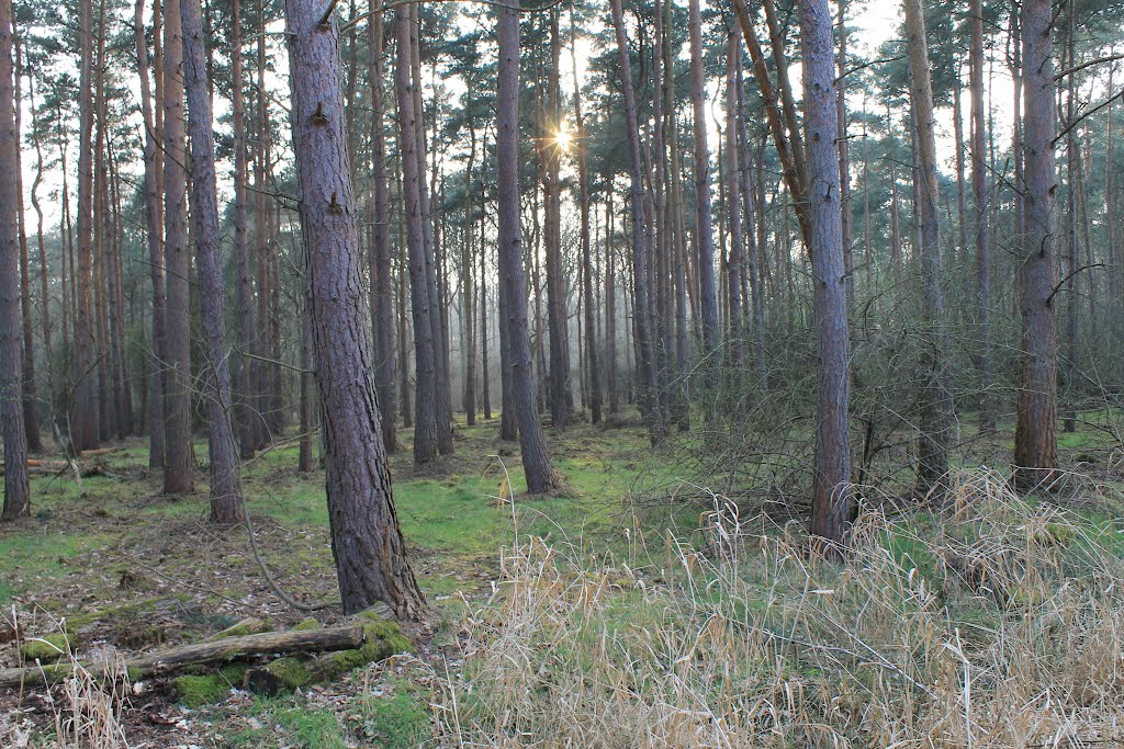 Chambers Farm Wood 5.