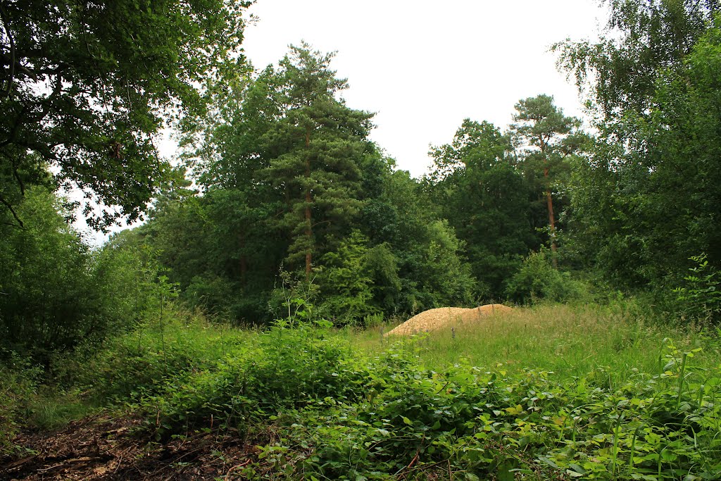 Chambers Farm Wood in the rain.