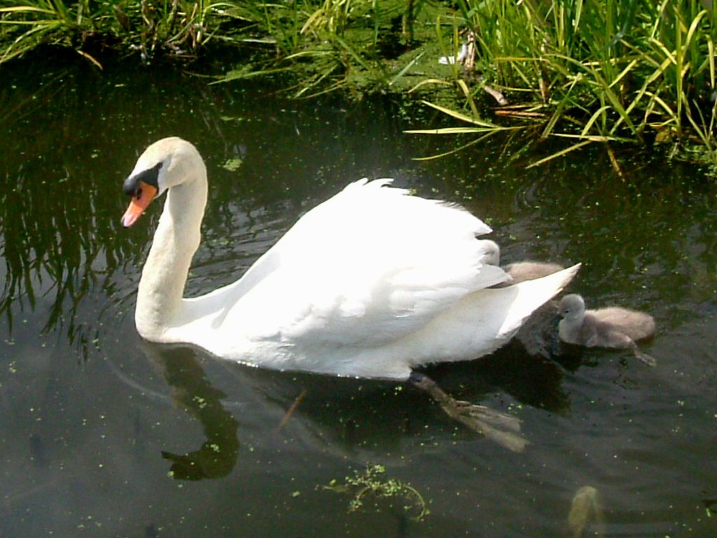 swan and chicks bury bolton canal