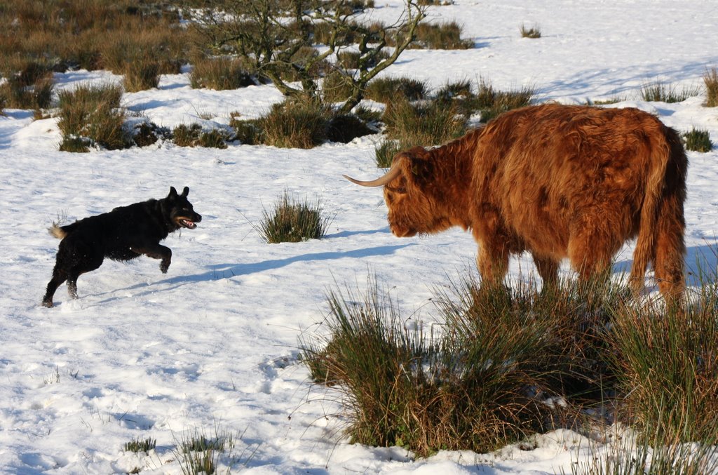 Dusty confronts a Highland Coo
