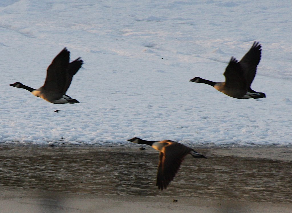 Geese over the reservoir