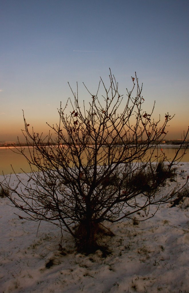 Winter bush
