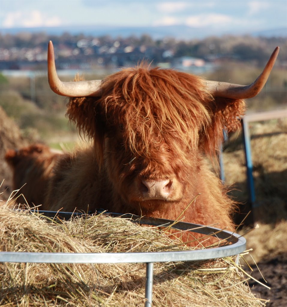 Feeding time on the farm