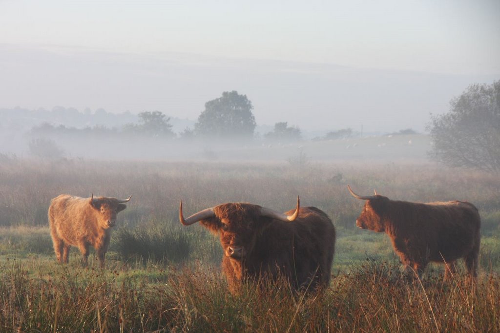 A fold of Highland Cattle near Bury