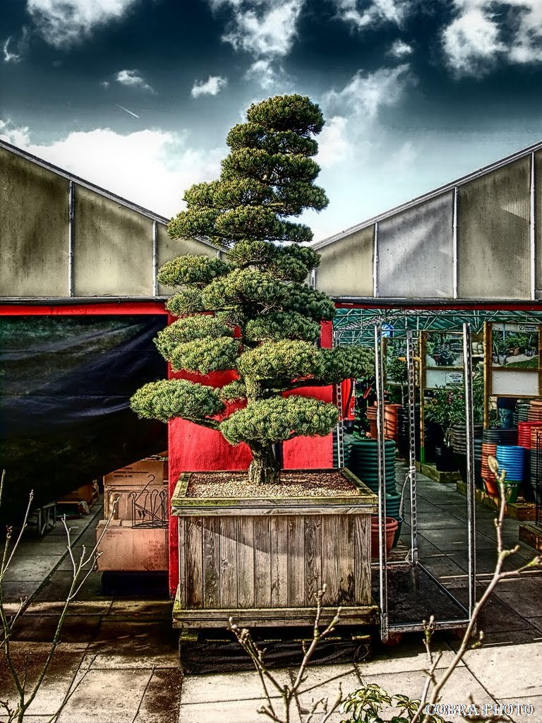 Bury 231 ( bonsai )