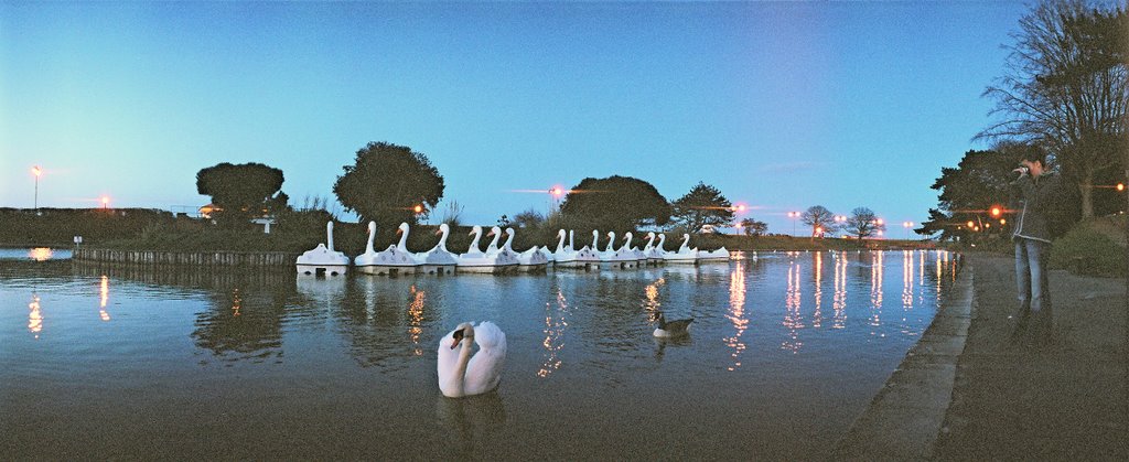 Swans at Dusk