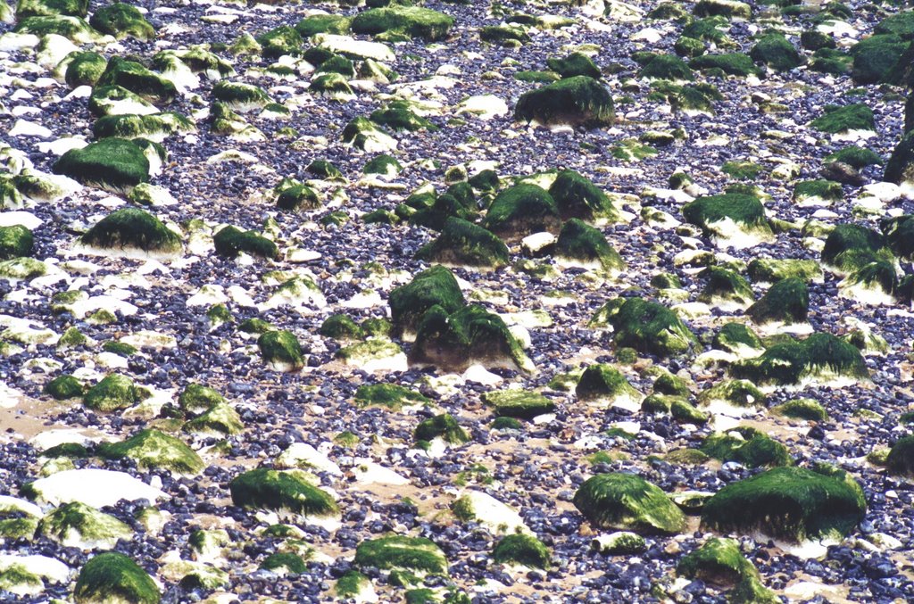 ROCKS AND FLOWERS ON THE BEACH